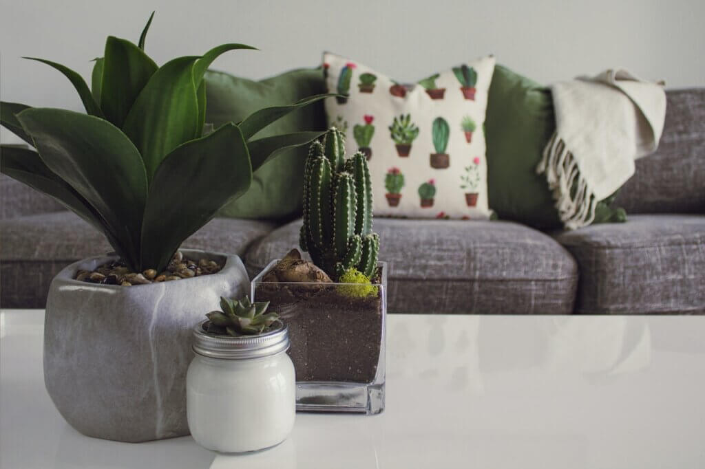 Common Succulent Plant Diseases and Their Solutions