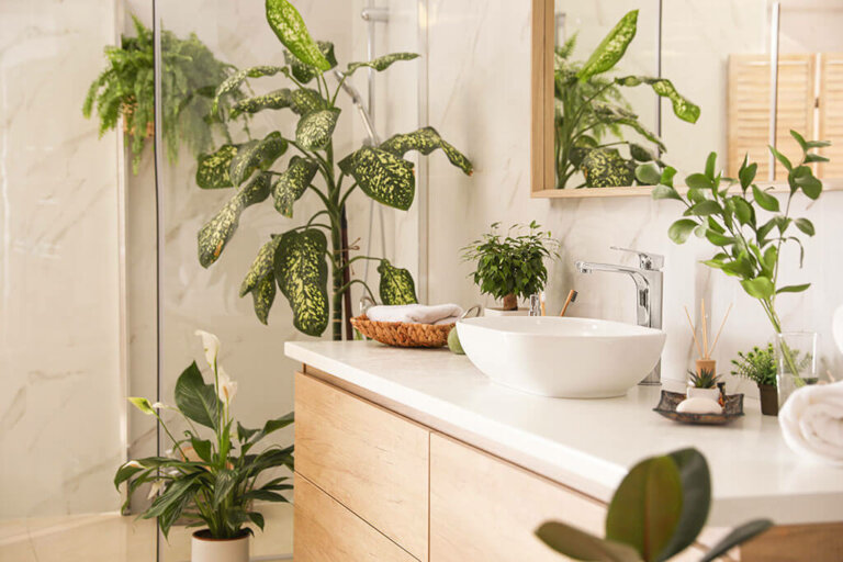 Know The Best Plants For The Bathroom