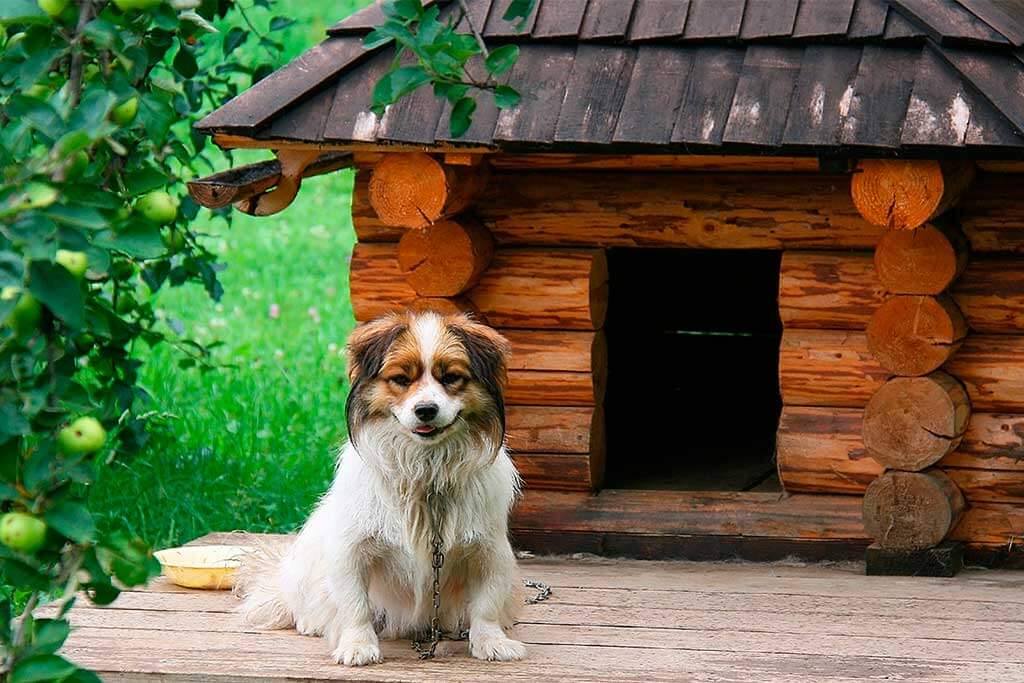 Paint and Renovate Your Dog’s House