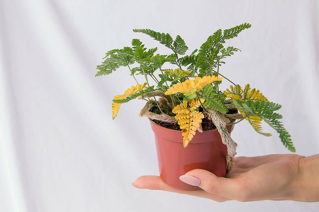 Peace Lily with Yellow Leaves