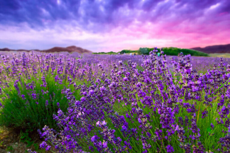 Do You Like Lavender? Learn How to Take Care of it