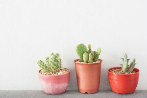 Negative and Toxic Plants That Shouldn't be Indoors