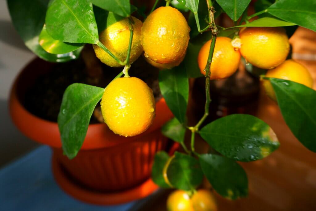 Fruit Trees in a Mini Version to Decorate Your Home