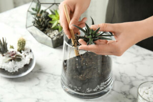 Make Your Own Succulent and Cacti Terrarium
