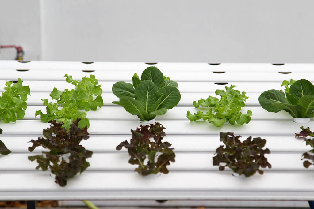 Tips for Growing Hydroponics at Home