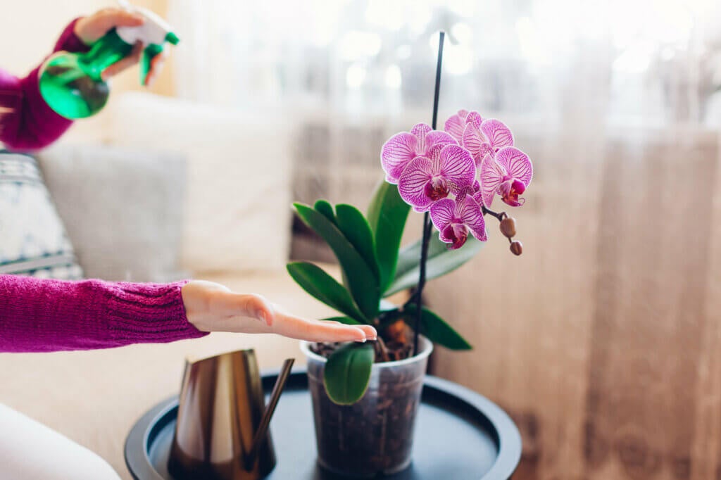 How to Clean The Leaves of Plants to Make Them Shine
