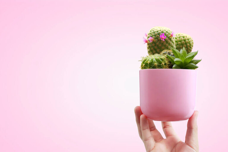 Cactus in Pots: Learn How to Grow Them