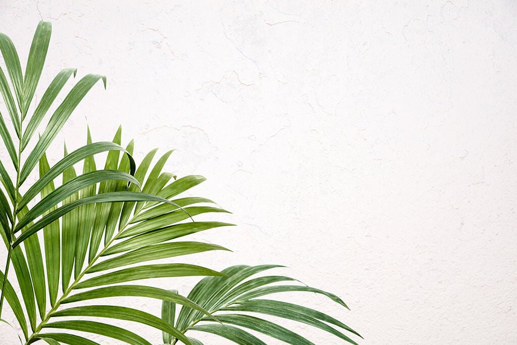 Kentia: The Indoor Palm Tree That You Have to Know