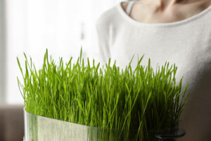 Using Wheatgrass for a Natural Decor