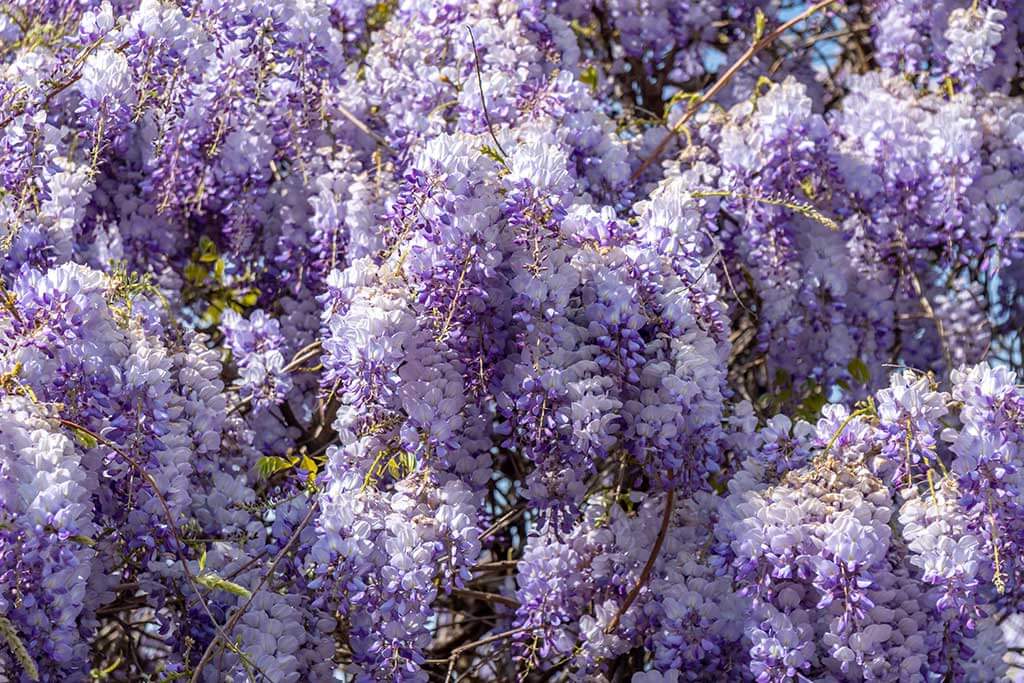 Wisteria: A Beautiful Climbing Plant
