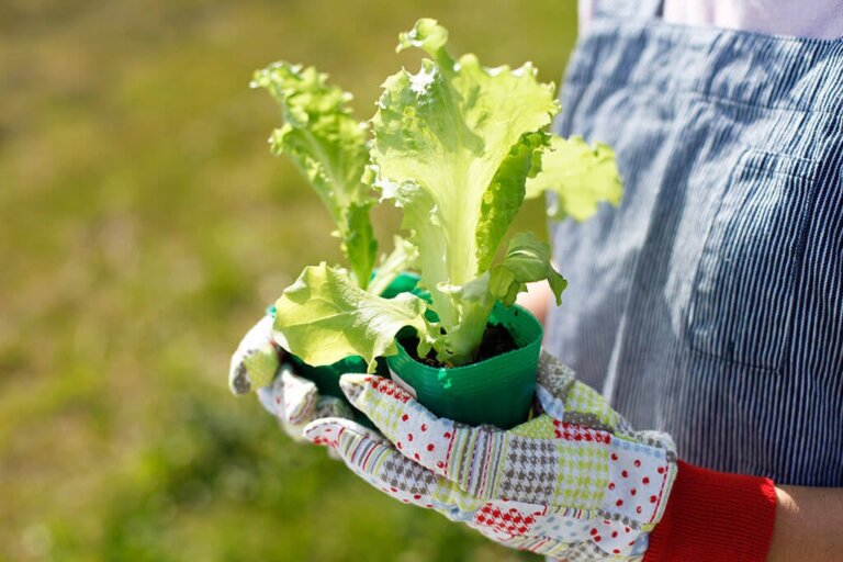 5 Fruits and Vegetables For You to Grow at Home