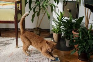 10 Pet-Friendly Indoor Plants