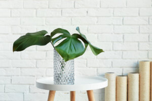 Hydroponics: Plants That Only Grow in Water