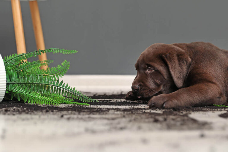 Toxic Houseplants For Your Pets