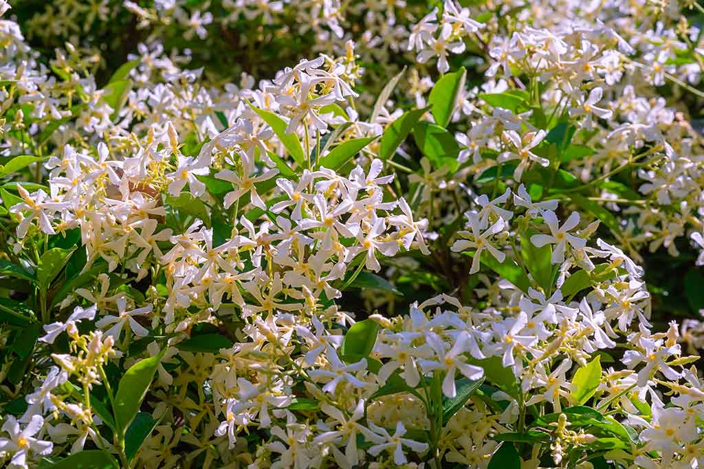 Jasmine how to grow this lovely scented plant
