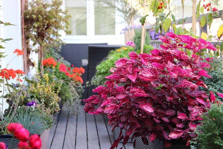 ‌Plants for Your Terrace: Which Will You Choose?