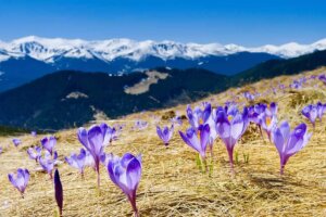 Autumn Crocus or Wild Saffron: All You Need to Know