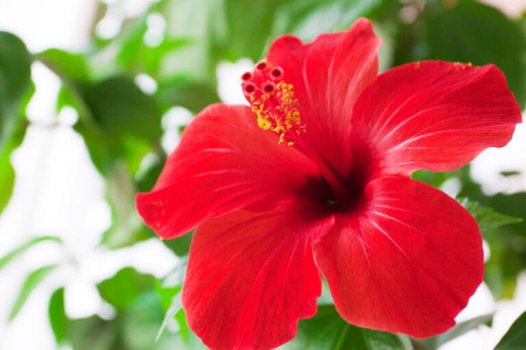 Hibiscus: A Beautiful Garden Plant With Beneficial Properties