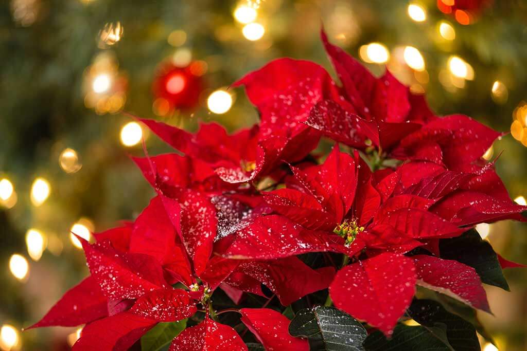 Poinsettia: everything you need to know