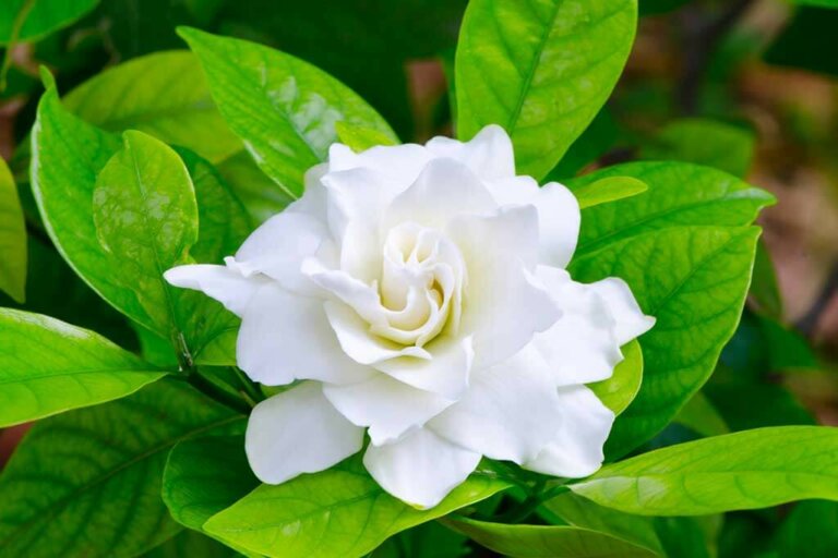 Gardenias and The Scent That Makes You Fall in Love