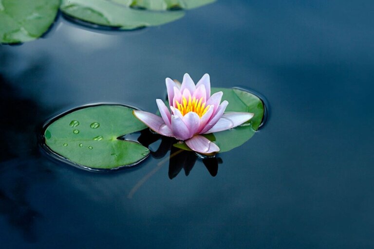 Water Lily: How to Grow One in Your Garden Pond