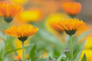 Discover the Ideal Plants for Fall