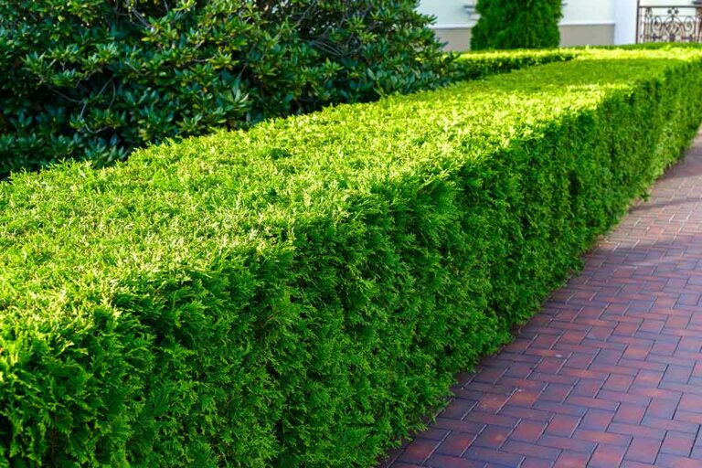 Hedge: Required Care and How to Prune it