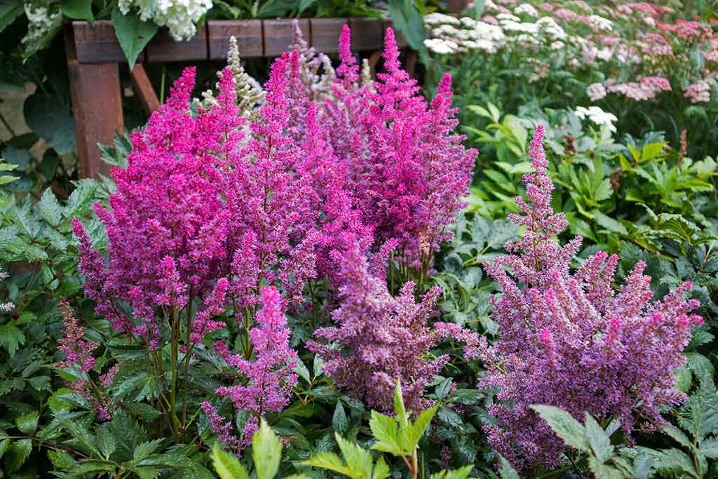 Ideal Shade-Loving Plants for Your Garden