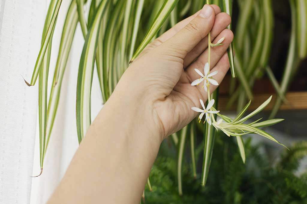 Spider Plants Look Great and Purify the Air