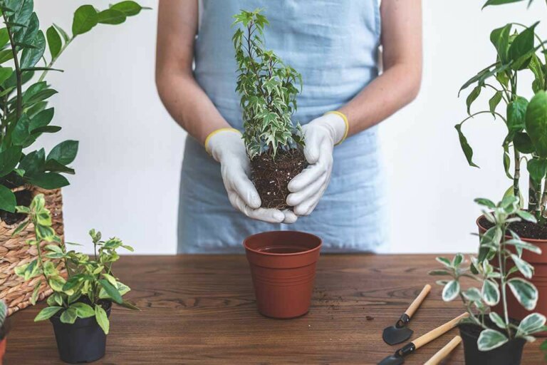 Tips for Transplanting a Plant into a New Pot