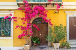 Bougainvillea: A Leafy and Colorful Climbing Plant