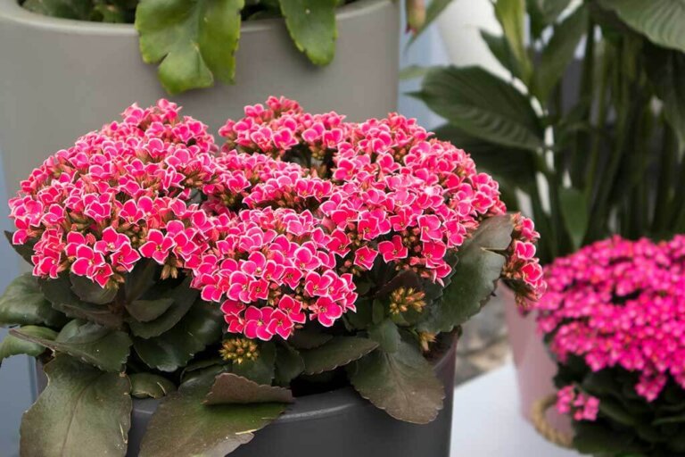 Kalanchoes: The Beautiful Plant That's Easy to Care for