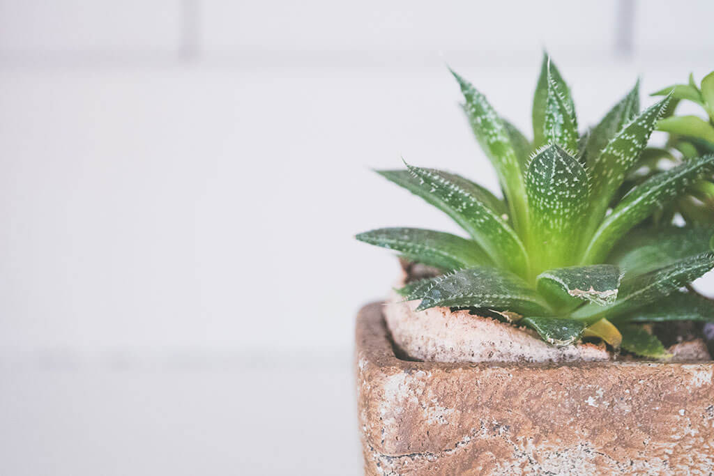 Aloe Vera: How to Take Care of it at Home