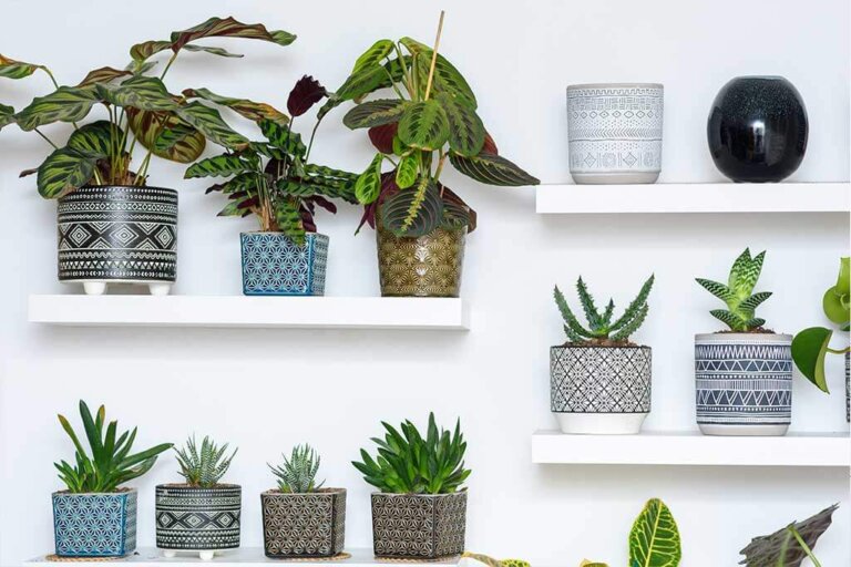 Feng Shui: Lucky Plants for Your Home