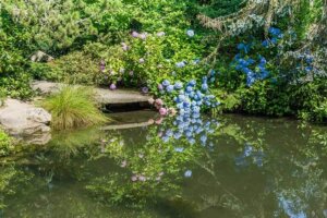 Acidophilic Plants: What are They and How to Care for Them?