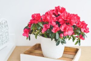 Azalea: Discover How to Take Care of This Beautiful Plant