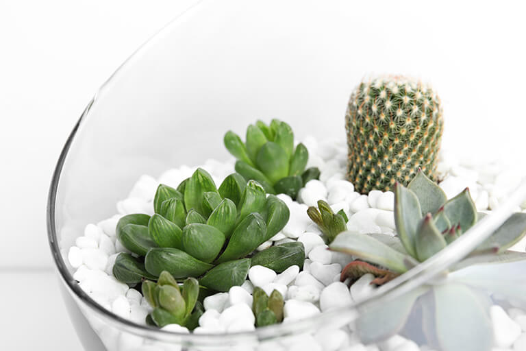 Learn the Differences Between Cacti and Succulents