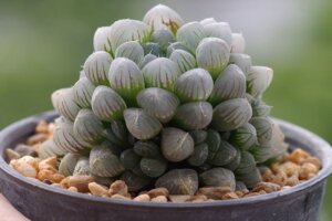 Haworthia Cooperi: A Strange but Beautiful Succulent