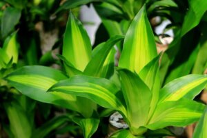 The Plant of Happiness: Understanding its Needs