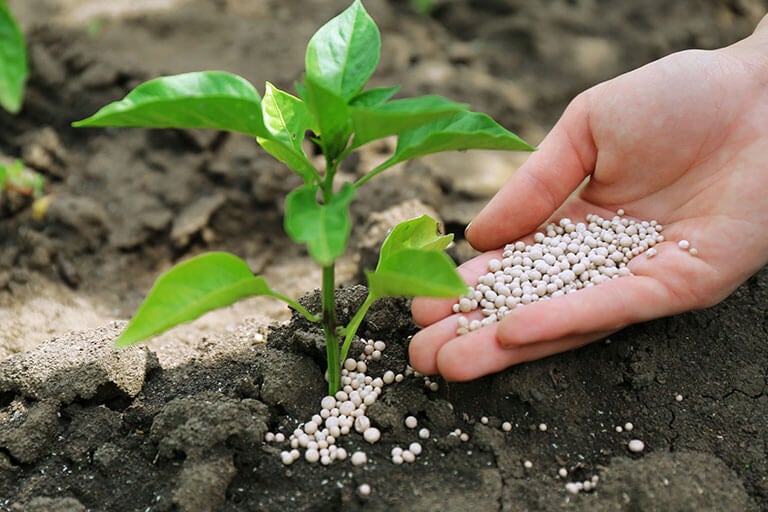 Types of Fertilizers for Your Plants
