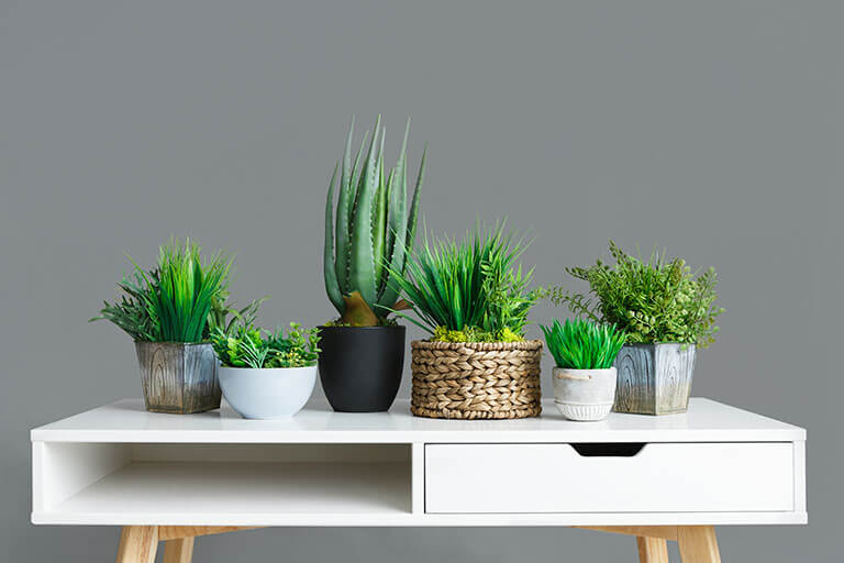 Your Guide to Caring for Indoor Plants