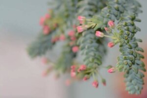 Succulents For The Entrance of Your Home