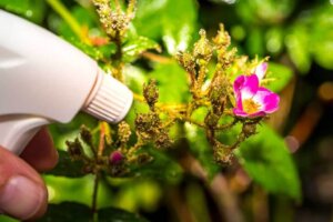 Bicarbonate: A Homemade Plant Fungicide