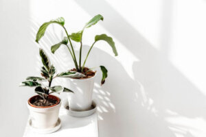 Calathea: The Plant That Changes Throughout The Day