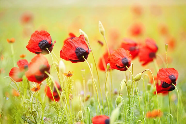 Poppy: Learn How to Care for This Wildflower