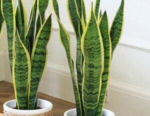 Sansevieria or Tiger Tongue: An Ornamental Plant