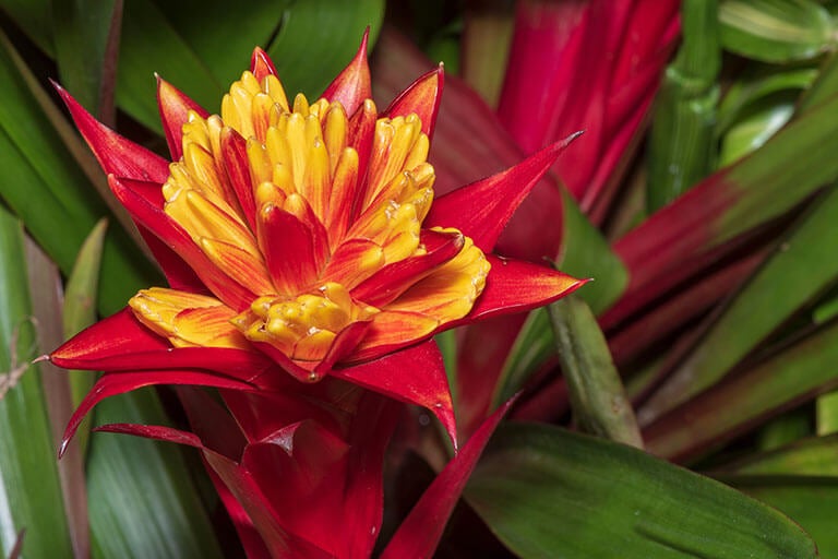 Bromeliads: Learn How to Care For and Cultivate Them