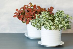 Fittonia Plant: Characteristics and Care