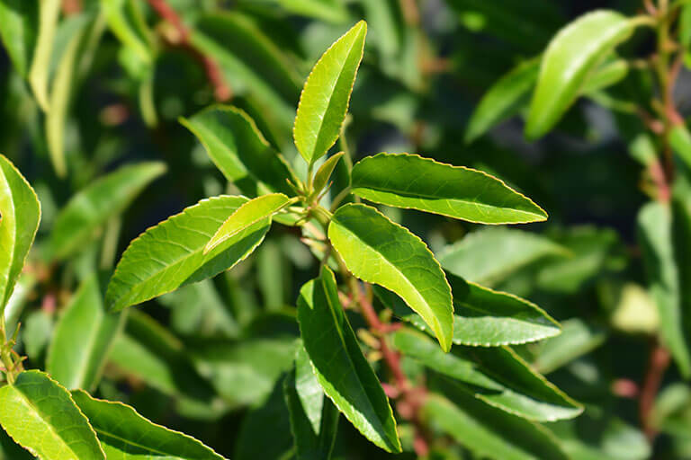 Bay Leaves and Feng Shui