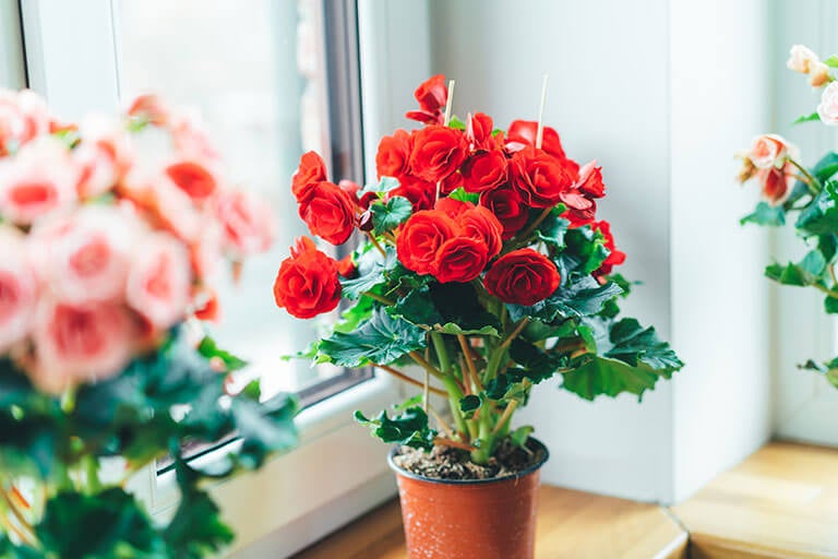 Reduce Humidity in Your Home With These Beautiful Plants